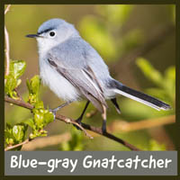 Blue-gray Gnatcatcher